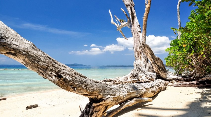 Baratang Island Day Trip from Port Blair