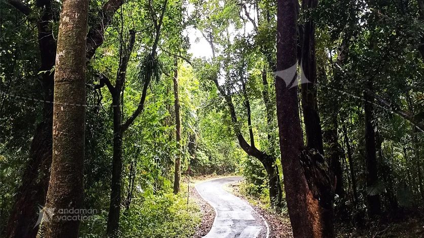 Mount Manipur National Park tropical forest