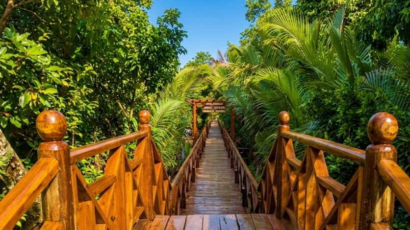 Mangrove Boardwalk