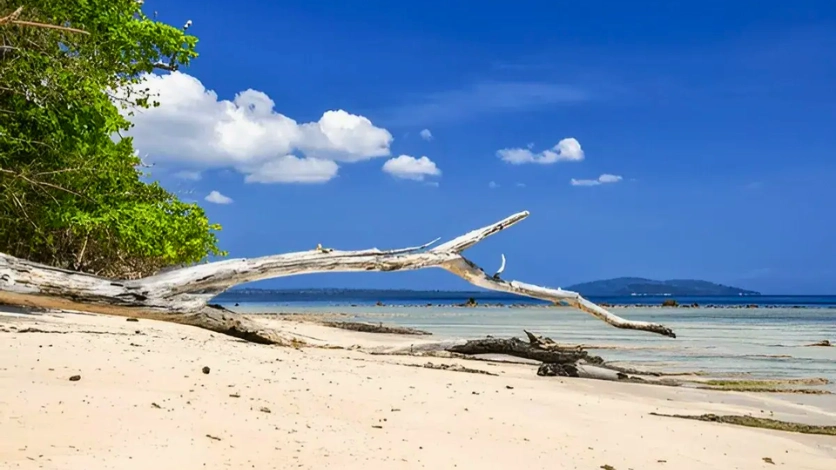 Elephant Beach
