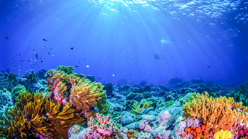 Nemo Reef Snorkeling