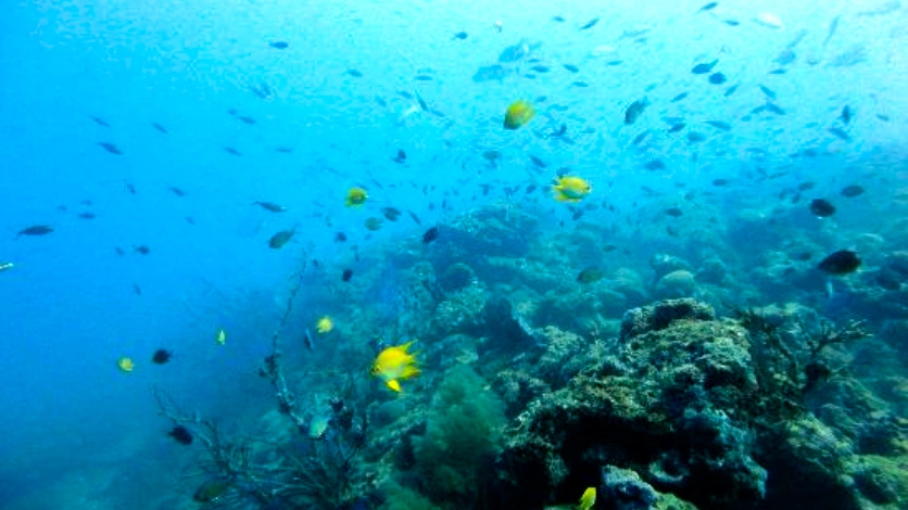 Scuba Diving in Andaman Islands: Beginner's Guide