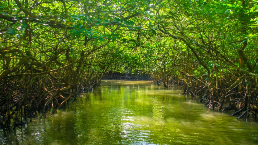 Tropical Rainforests of Andaman: Nature and Biodiversity