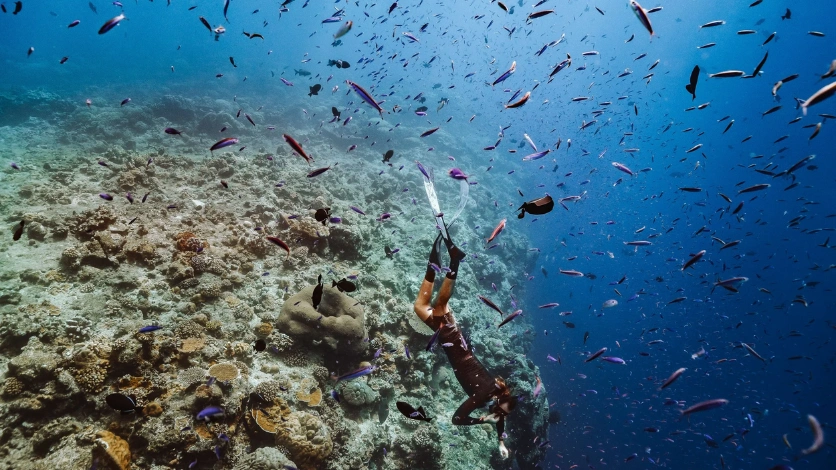 Marine Life of Andaman Islands: What You Can See